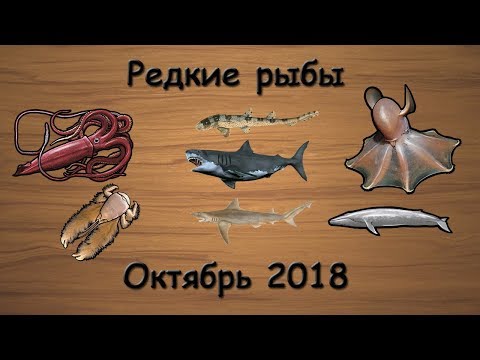 Видео: Русская Рыбалка 3.99 (Russian Fishing) Редкие рыбы Октябрь 2018