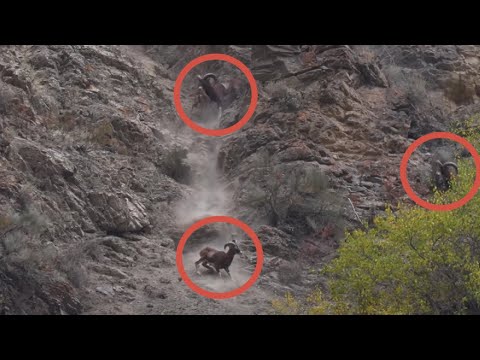 Видео: What I Learned from 10 Hours of Mountain Hunting in Tajikistan - Муфлона TROPHIES