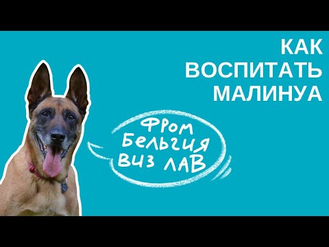 Видео: СУПЕРПОРОДА ДЛЯ СУПЕРХОЗЯЕВ: Как вырастить и воспитать МАЛИНУА?