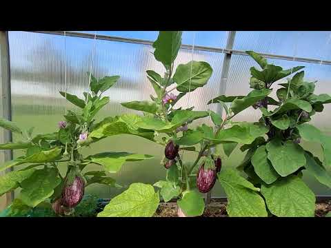 Видео: Уход за баклажанами! Первый урожай!