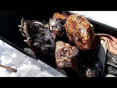 Видео: Чем дальше в лес, тем больше чаги!! Сколько можно заработать на чаге?!🤑 Чага на 15 кг!!!🔥🔥🔥