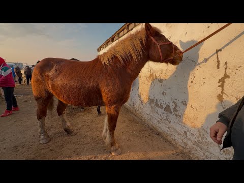 Видео: Жылқылар 2-бөлім 15.01.25ж.