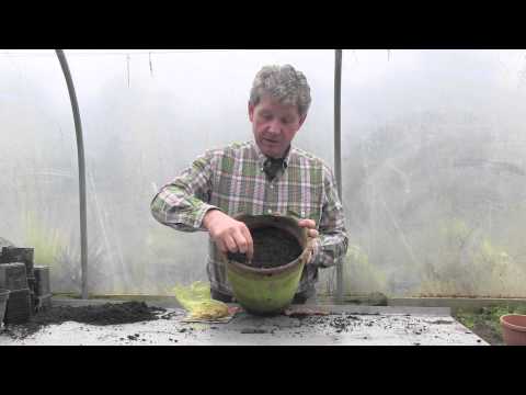 Видео: КАК ВЫРАСТИТЬ ФРЕЗИИ В ГОРШКЕ