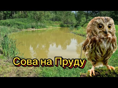 Видео: Борьба с цаплей на пруд! Наглая птица Ворует рыбу