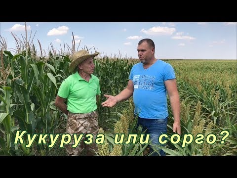 Видео: Кукуруза или сорго? | Засушливые условия