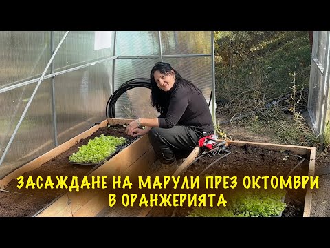Видео: Какво да засадим през Октомври в оранжерията! Един ден с нас в градината!