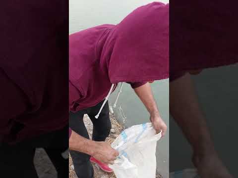 Видео: Абдурахмони Чоми (Куйбышев) Платная рыбалка!  Всего за 30 сомони за вход!