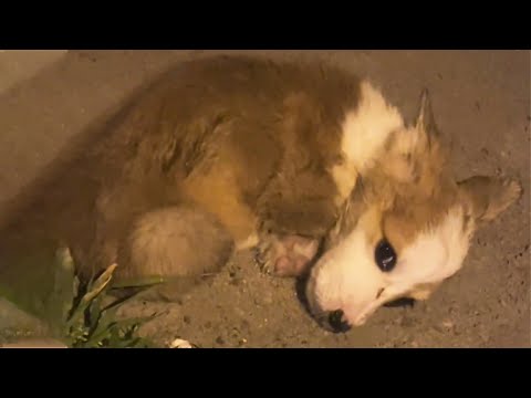 Видео: Щенок лежал со слезами на глазах. После болезни его бросил хозяин...