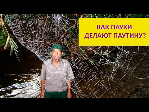Видео: Как пауки делают паутину и как ее используют люди? Наталья Носова