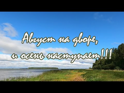 Видео: Август в Сибири/дорога в деревню/лебеди