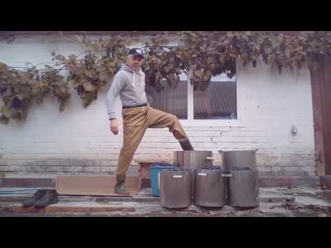 Видео: Урожай винограда 24.10.2025. у Владимира на хуторе близ Диканьки!!!