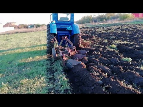 Видео: Т - 40 ПАШЕТ ЛЮЦЕРНУ, глубина 20 см, люцерна не пахалась 9 лет.