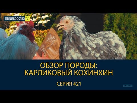 Видео: В чем секрет карликовых пород кур? Обзор породы: КАРЛИКОВЫЙ КОХИНХИН  \\ Уникальная порода