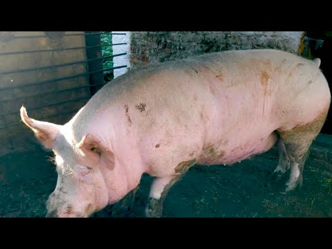 Видео: Хряк 500 кг МАКСТЕР 304 я такого хряка ещё не видел ,продаю  ефок подпищикам