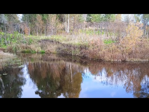 Видео: ОСЕНЬ!!!!!! ДОБРЫЙ ВЕЧЕР.