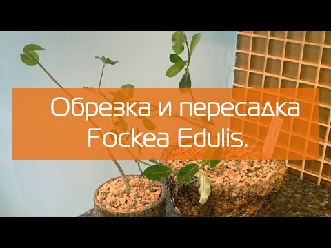 Видео: Фокея Эдулис (Fockea Edulis) Часть1: Обрезка корня