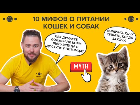 Видео: 10 МИФОВ О ПИТАНИИ КОШЕК И СОБАК