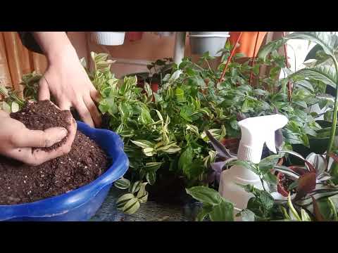 Видео: Традесканция парвариши ва кўпайтириш усули