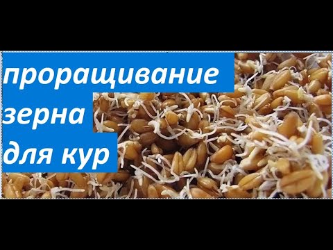 Видео: БЕЛКОВАЯ  ПОДКОРМКА  НА  400  КУР. проращиваем зерно без хлопот