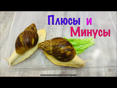 Видео: УЛИТКИ ПЛЮСЫ И МИНУСЫ СОДЕРЖАНИЯ