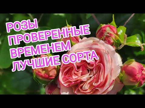 Видео: РОЗЫ. ЛУЧШИЕ СОРТА, ПРОВЕРЕННЫЕ ВРЕМЕНЕМ. ТОП 10+