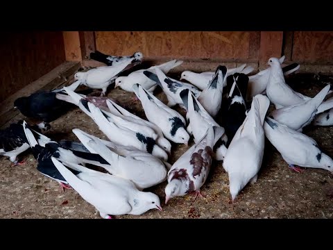 Видео: Бакинские голуби / Молодежь 2021