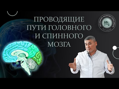 Видео: Проводящие пути головного и спинного мозга / Conduction pathways of the brain and spinal cord