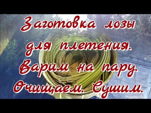 Видео: 17. Лозоплетение. Заготовка лозы. Пропариваем_Очищаем_Сушим.