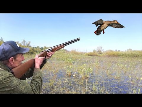 Видео: ПОДНЯЛ СТАЮ УТОК! ЧТО ДАЛЬШЕ? СТРЕЛЯЕМ ТОЛЬКО КРЯКВУ! Охота на утку с подхода с ружьем иж-27!