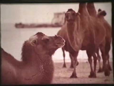 Видео: Фильм о Балхаше из архивов Балхашского телевидения