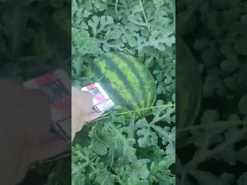 Видео: 🍉 Арбузы и дыни в Рязанской области 07.08.22