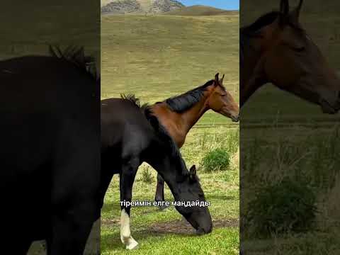 Видео: Ауылга барам - ТАМАША ӘН❤️ “Қайыржан Бердібай”