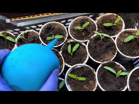 Видео: Пикировать  МОЛОДУЮ рассаду помидоров очень легко.