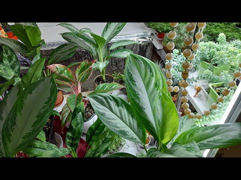 Видео: 🩷🌿ПРО☕️МОИ КОМНАТНЫЕ РАСТЕНИЯ🌿 НОВЫЙ СЕЗОН 2025🩵☃️ ОБЗОР