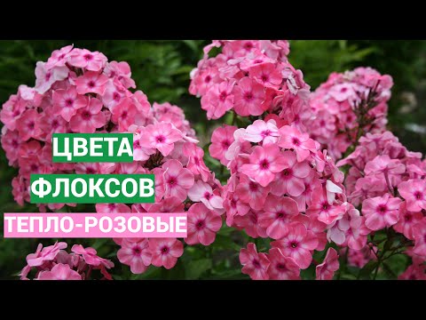 Видео: Тепло-розовые флоксы. Видео из серии Цвета флоксов