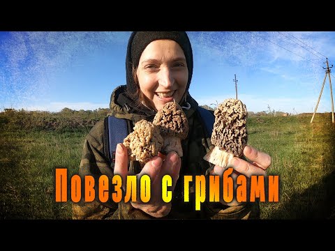 Видео: Улов грибных деликатесов.  Повезло так повезло!
