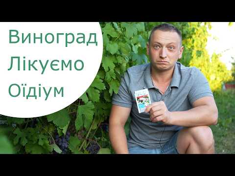 Видео: Виноград дозріває і кидаються хвороби. Є дієві препарати з коротким терміном, біо препарати