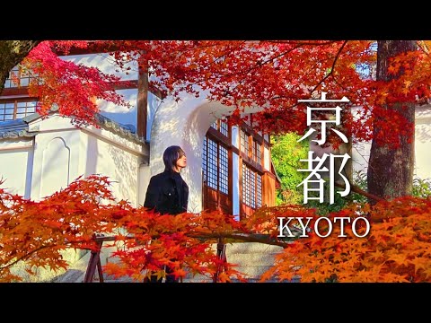 Видео: Киото осенью: лучшие направления для любителей кленового листа в Японии. Видеоблог о путешествиях