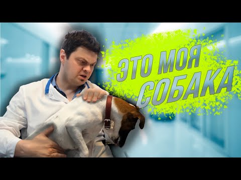 Видео: ЧТО С НИМ? | Гладкошёрстный фокстерьер