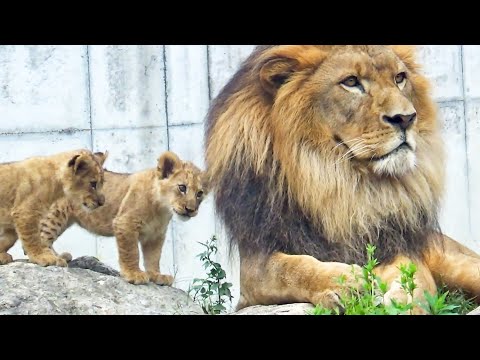 Видео: 【Гении!】Папа отругал львят ❤️ их умный побег 🤣
