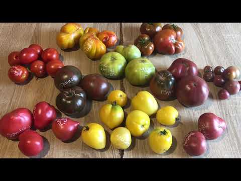 Видео: Дегустация томатов из серии dwarf гном томатный.