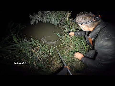 Видео: Рыбалка на сазана и на сома.Рыбалка с ночёвкой на канале К6.