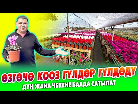 Видео: ГҮЛ БИЗНЕС кылган ИЛХАМ ага бардык гүлдөрүн САТЫП БАШТАДЫ ~ Алып сатсаңар да болот ~ Пайдалуу БИЗНЕС