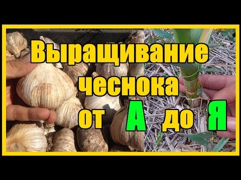 Видео: Выращивание озимого чеснока от А до Я / Тонкости выращивания озимого чеснока сорт "Любаша"