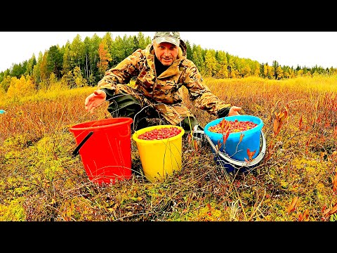 Видео: На этом болоте полно ягод, клюкву хоть мешками собирай! Как просто быстро собрать и перебрать ягоду