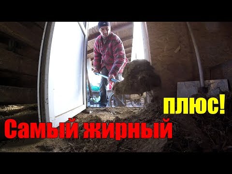 Видео: Переезд в деревню ОЧЕНЬ ЖИРНЫЙ ПЛЮС!