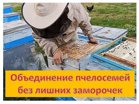 Видео: Объединение пчелосемей (ломаем стереотипы)😱