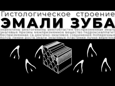 Видео: Строение эмали зуба. Эмалевые призмы. Кристаллы гидроксиапатита. Эмалевые пучки, пластинки, веретена