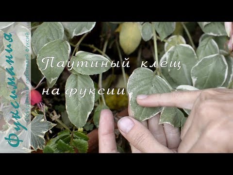 Видео: Паутинный клещ на фуксии