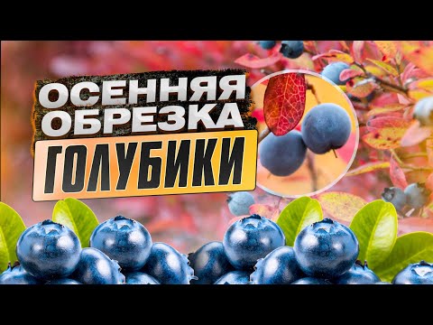 Видео: Обрезка голубики осенью. Тонкости и нюансы осенней обрезки голубики.